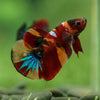 Multicolor/Galaxy Koi Plakat -16 weeks Old