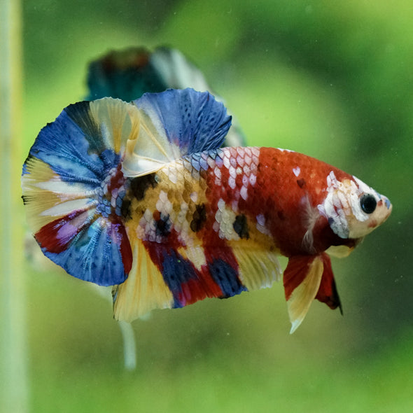 Multicolor/Galaxy Koi Plakat -15 weeks Old