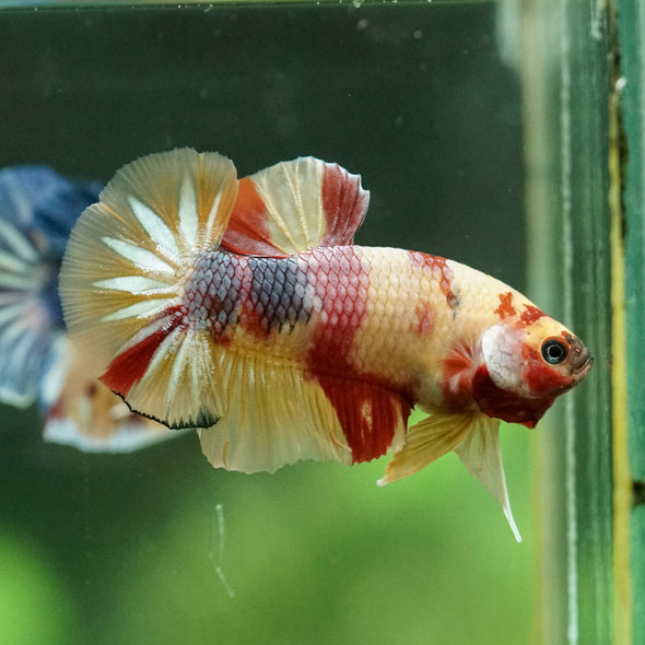 Multicolor/Galaxy Koi Plakat -14 weeks Old