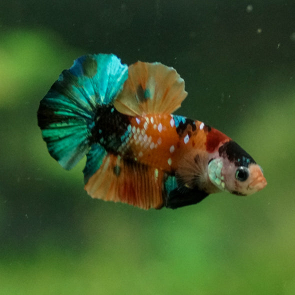 Multicolor/Galaxy Koi Plakat -13 weeks Old