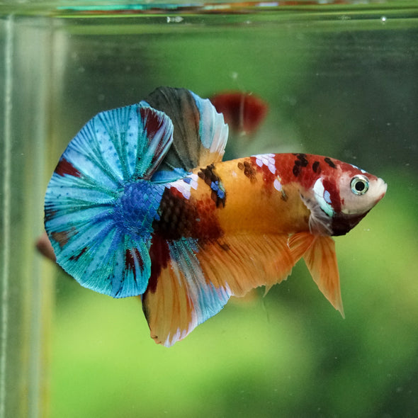 Multicolor/Galaxy Koi Plakat -16 weeks Old