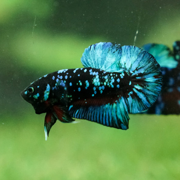 Black Koi Galaxy Plakat (Avatar) -13 weeks Old