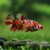 Multicolor/ Galaxy Koi Plakat- Female- 13 Weeks Old