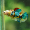 Multicolor/ Galaxy Koi Plakat- Female- 13 Weeks Old