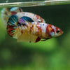 Multicolor/ Galaxy Koi Plakat - Female- 13 Weeks Old