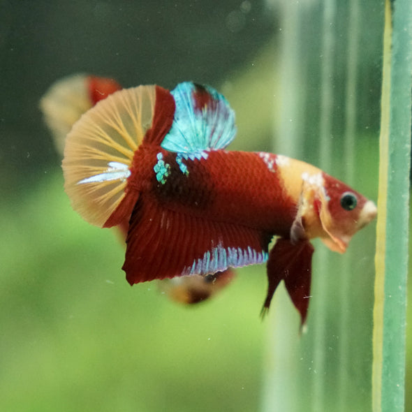 Multicolor/Galaxy Koi Plakat -13 weeks Old