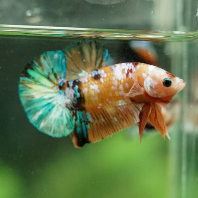 Multicolor/Galaxy Koi Plakat -16 weeks Old