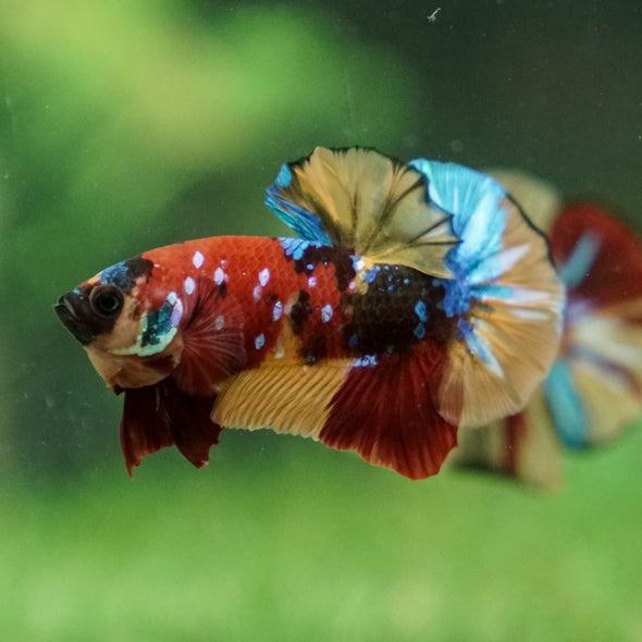 Multicolor/Galaxy Koi Plakat -16 weeks Old