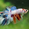Galaxy/Candy Koi Halfmoon - 14 weeks old