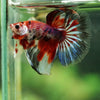 Galaxy/Candy Koi Halfmoon - 11 weeks old