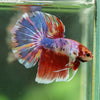 Galaxy/Candy Koi Halfmoon - 11 weeks old