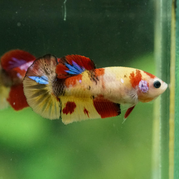 Multicolor/ Galaxy Koi Plakat- Female- 13 Weeks Old