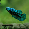 Black Galaxy Koi Plakat (Avatar) - Female- 13 Weeks Old