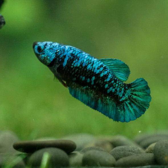 Black Galaxy Koi Plakat (Avatar) - Female- 13 Weeks Old