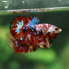 Multicolor/Galaxy Koi Plakat -13 weeks Old