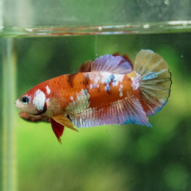 Multicolor/ Galaxy Koi Plakat - Female- 13 Weeks Old