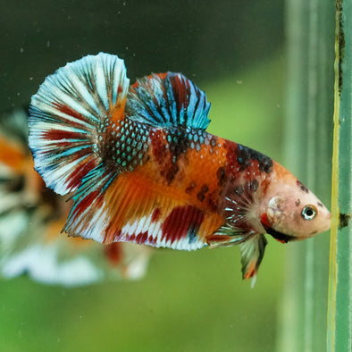 Multicolor/Galaxy Koi Plakat -16 weeks Old