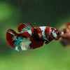 Multicolor/ Galaxy Koi Plakat- Female- 13 Weeks Old