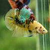 Multicolor/Galaxy Koi Plakat -16 weeks Old