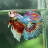 Galaxy/Candy Koi Halfmoon - 14 weeks old