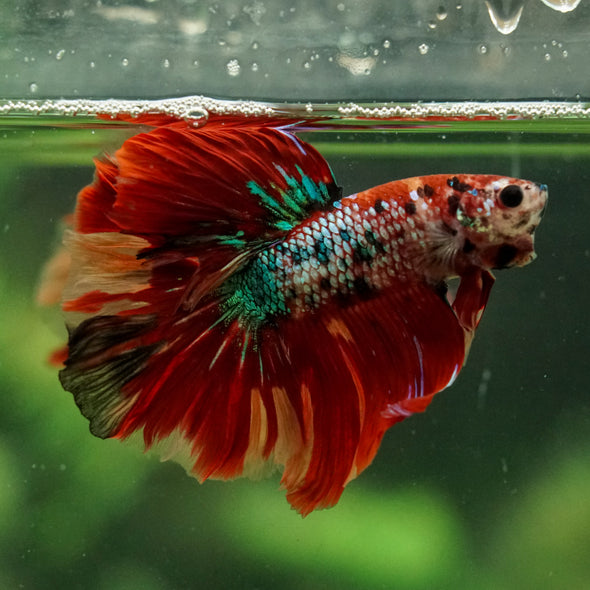 Galaxy/Candy Koi Halfmoon - 14 weeks old
