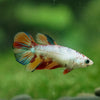 Multicolor/ Galaxy Koi Halfmoon - Female- 13 Weeks Old