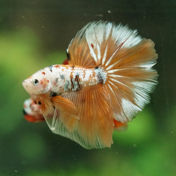 Galaxy/Candy Koi Halfmoon - 14 weeks old