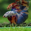 Galaxy/Candy Koi Halfmoon - 14 weeks old