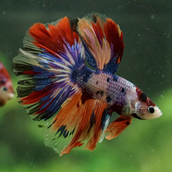 Galaxy/Candy Koi Halfmoon - 14 weeks old