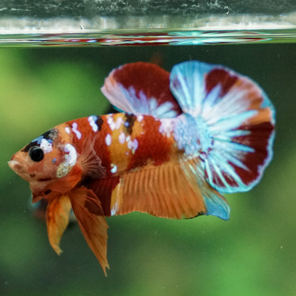 Multicolor/Galaxy Koi Plakat -16 weeks Old