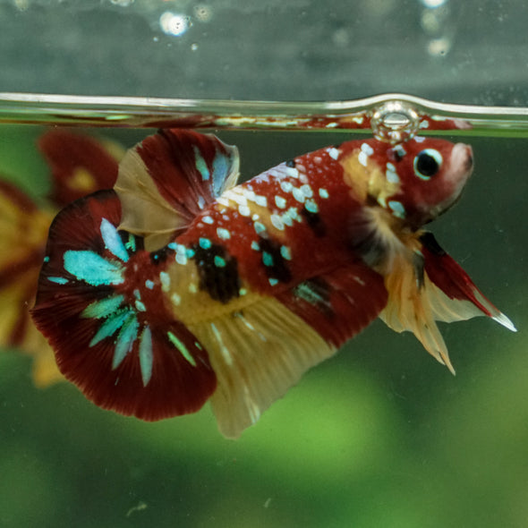 Multicolor/Galaxy Koi Plakat -13 weeks Old