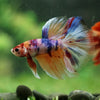 Galaxy/Candy Koi Halfmoon - 14 weeks old