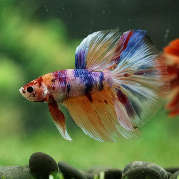 Galaxy/Candy Koi Halfmoon - 14 weeks old