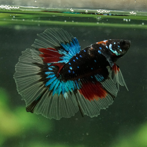 Black Base Galaxy Koi Halfmoon (Avatar) - 14 weeks old
