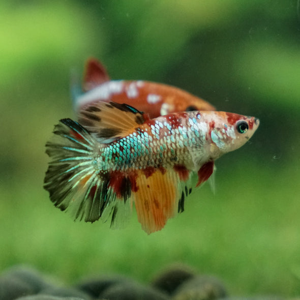 Multicolor/ Galaxy Koi Halfmoon- Female- 13 Weeks Old