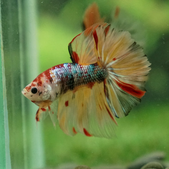 Candy/Galaxy Koi Halfmoon - 15 weeks old