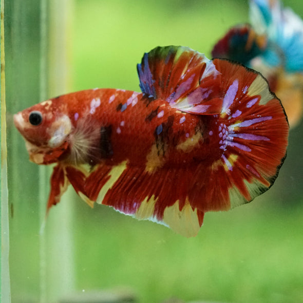 Multicolor/Galaxy Koi Plakat -15 weeks Old