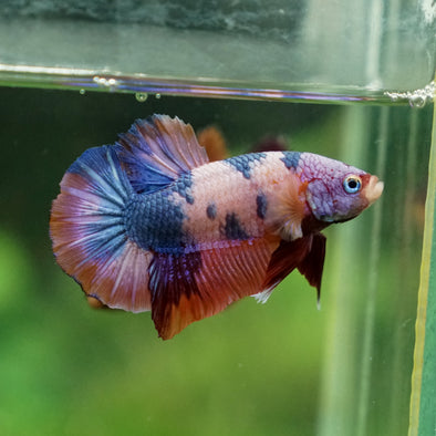 Multicolor/Galaxy Koi Plakat -13 weeks Old