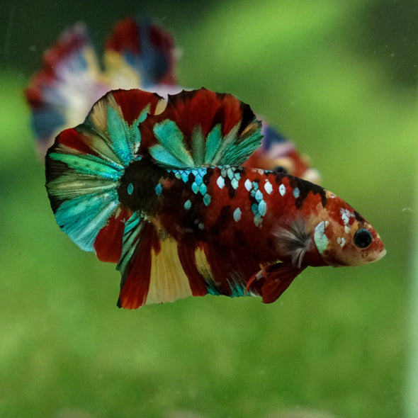 Multicolor/Galaxy Koi Plakat -13 weeks Old