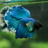 Dumbo Halfmoon - 12 weeks old