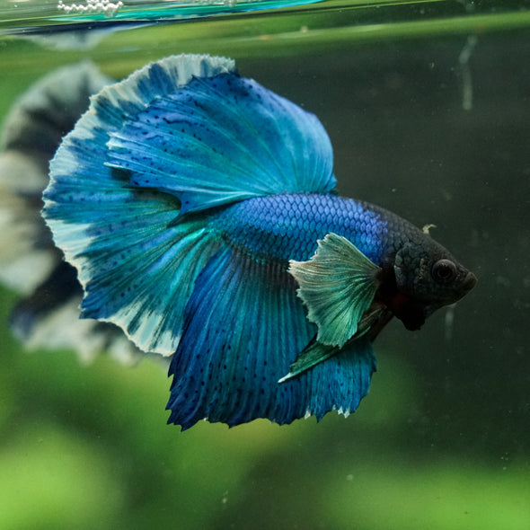 Dumbo Halfmoon - 12 weeks old
