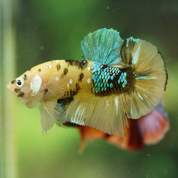 Multicolor/Galaxy Koi Plakat -16 weeks Old