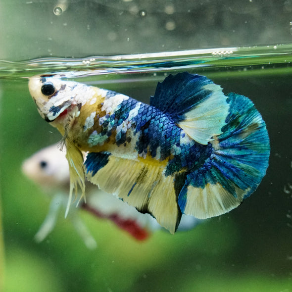 Multicolor/Galaxy Koi Plakat -16 weeks Old