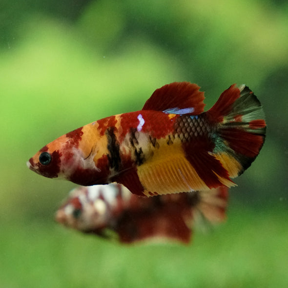 Multicolor/ Galaxy Koi Plakat - Female- 13 Weeks Old