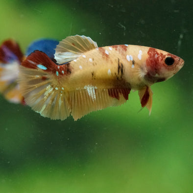 Multicolor/ Galaxy Koi Plakat- Female- 13 Weeks Old
