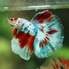 Galaxy/Candy Koi Halfmoon - 14 weeks old