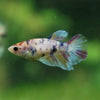 Multicolor/ Galaxy Koi Halfmoon - Female- 13 Weeks Old