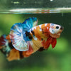 Multicolor/Galaxy Koi Plakat -13 weeks Old