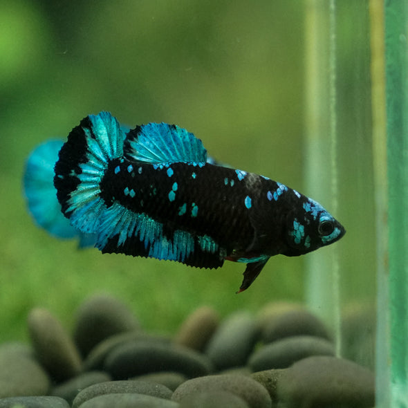 Black Galaxy Koi Plakat (Avatar) - Female- 13 Weeks Old