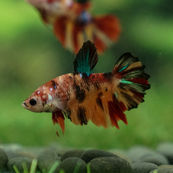Multicolor/ Galaxy Koi Halfmoon- Female- 13 Weeks Old